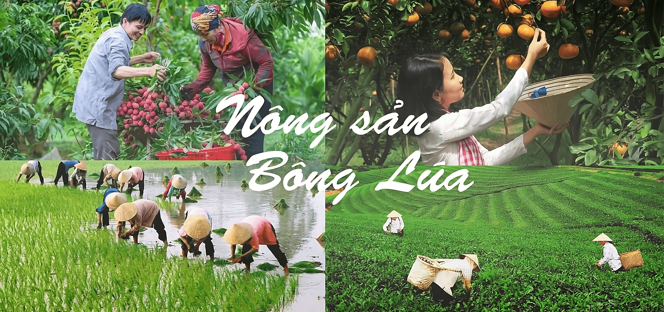 Hình ảnh giới thiệu